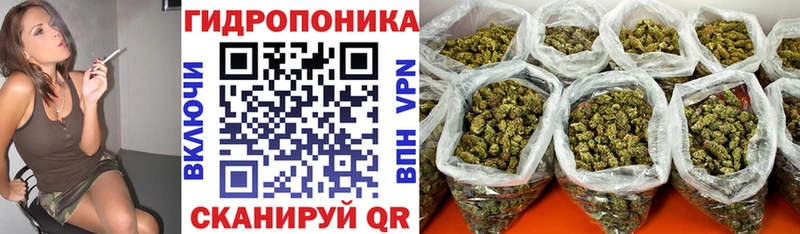 Конопля конопля  где купить наркоту  Судогда 
